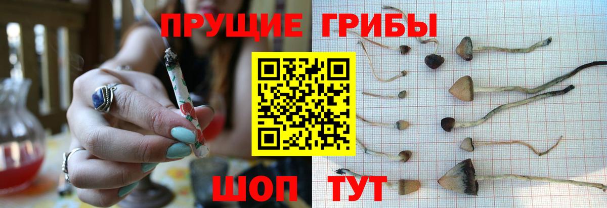 Псилоцибиновые грибы прущие грибы  Вход с VPN  Галлюциногенные грибы MAGIC MUSHROOMS  Осинники 